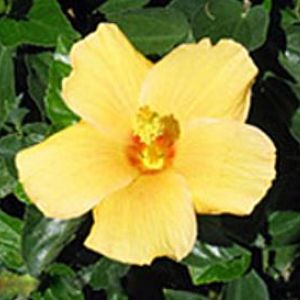 Ft. Myers Yellow